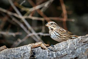 Song Sparrow (Melospiza melodia) in a tree