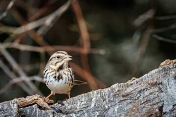 Song Sparrow (Melospiza melodia) in a tree