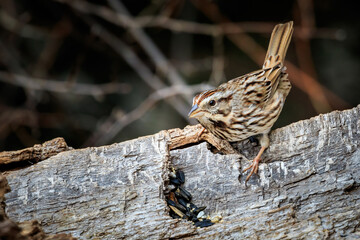 Song Sparrow (Melospiza melodia) in a tree