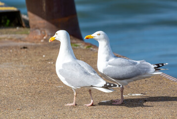 Deux goélands sur les quais en gros plan