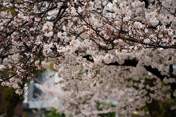 cherry blossom background
