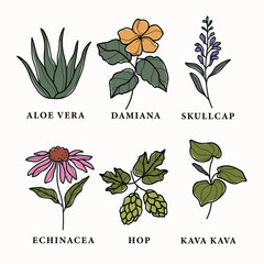 Collection of line art medicinal plants and flowers	
 - obrazy, fototapety, plakaty