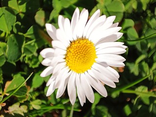 Fototapeta premium white daisy in the garden