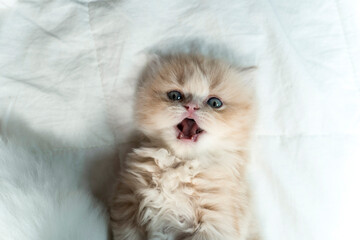pretty little kitten playing in bed © Elton Xhafkollari