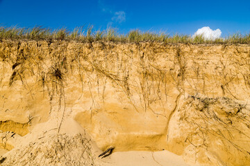 Recul d'une dune causé par l'érosion marine, falaise à vif montrant les racines et stolons des plantes dunaires. La Guérinière, Noirmoutier - obrazy, fototapety, plakaty