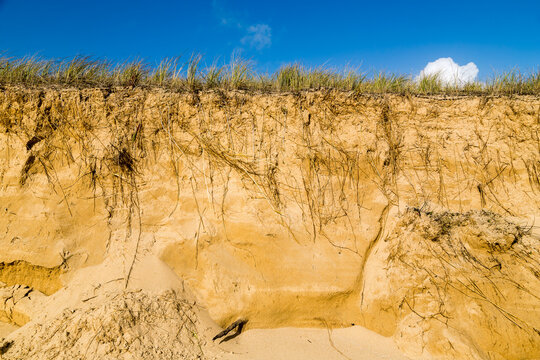Recul d'une dune caus&eacute; par l'&eacute;rosion marine, falaise &agrave; vif montrant les racines et stolons des plantes dunaires. La Gu&eacute;rini&egrave;re, Noirmoutier