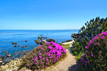 Beautiful spring flowers surrounding an oceanside trail, Monterey, California, USA