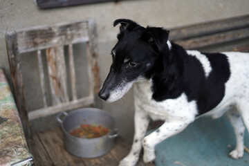 Domestic dog, medium breed standing by bowl of granuloma.