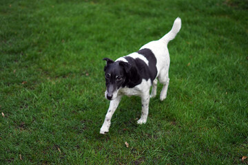 Small black and white terrier running on the grass.