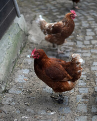 Brown adult hen. He's standing outside on the sidewalk.