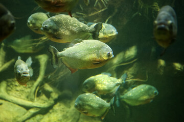 Fototapeta na wymiar Fish under water. Fish in the aquarium. Piranha fish. Вlur.