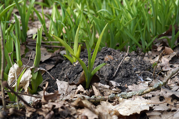 Naklejka na ściany i meble Spring grasses growing out of the dirt. Light green plant color.