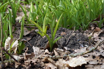 Spring grasses growing out of the dirt. Light green plant color.