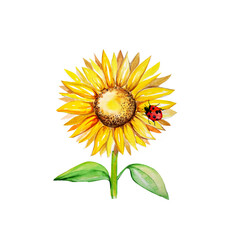 Watercolor painting of sunflower, ladybug illustration