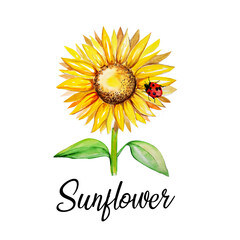 Watercolor painting of sunflower, ladybug illustration