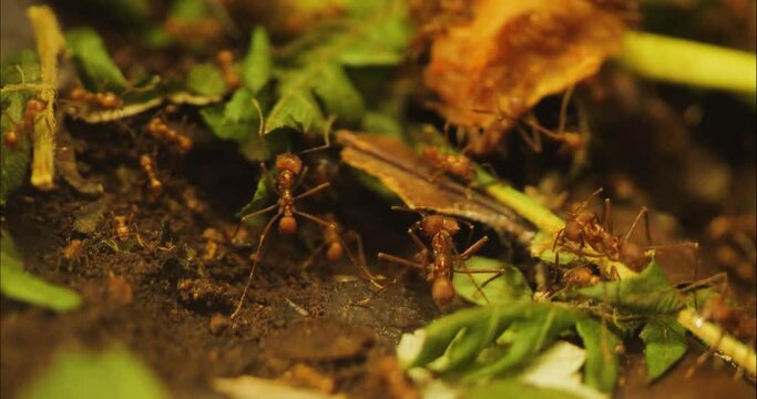 Close up of Leaf cutter ants crawling on the ground