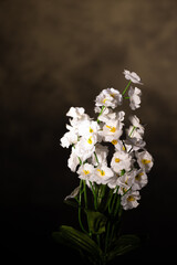 A daisy-like plant on a black background.