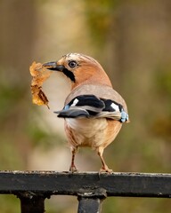 bird holding a leaf