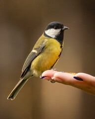 titmouse on a hand