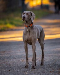 portrait of a Weimaraner dog