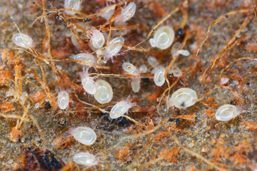 Grain mites Acarus siro. Small arachnids pests of food and supplies in food pantries and kitchens. Mites on rotten kiwi fruit. - obrazy, fototapety, plakaty