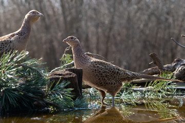 Birds from the middle of Europe