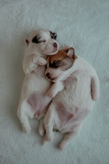 2 cute newborn puppies jack russel