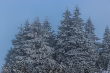 Snow covered spruce trees in Orlicke hory mountains, Czech Republic