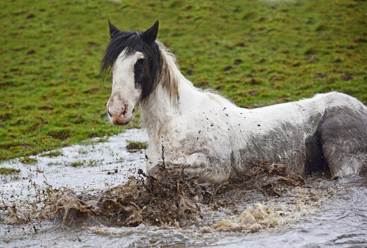 Shetland pony and cob horse splashing in muddy puddle in field