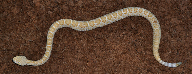 Western Diamond-backed Rattlesnake (Crotalus atrox) cub