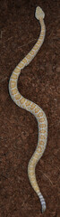 Western Diamond-backed Rattlesnake (Crotalus atrox) cub
