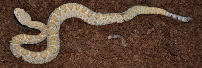Western Diamond-backed Rattlesnake (Crotalus atrox) cub