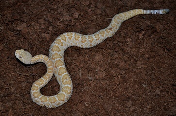 Fototapeta premium Western Diamond-backed Rattlesnake (Crotalus atrox) cub