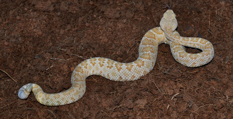 Western Diamond-backed Rattlesnake (Crotalus atrox) cub