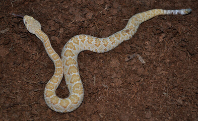 Western Diamond-backed Rattlesnake (Crotalus atrox) cub
