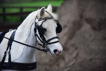 Carriage driving, cart, small section A horse or pony in black leather Driving harness and blinkers...