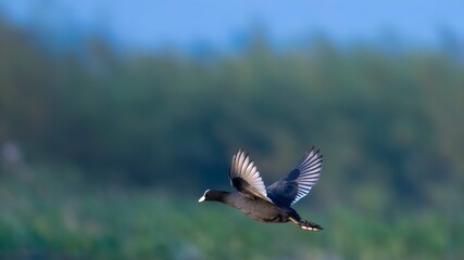 Eurasian coot (Fulica atra)