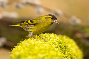 Czyż, czyż zwyczajny, czyż pospolity, czyżyk (Spinus spinus) © Grzegorz