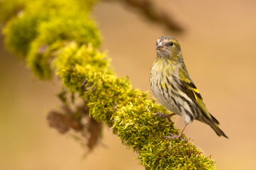 Czyż, czyż zwyczajny, czyż pospolity, czyżyk (Spinus spinus)