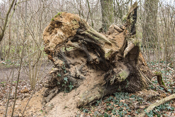 roots of a by a storm fallen tree in a nature area in the Achterhoek