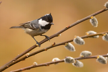 Sosnówka, sikora sosnówka (Periparus ater) © Grzegorz