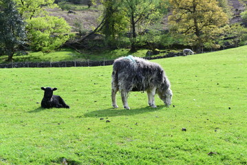 Fototapeta premium Sheep on rocky hillside, ewe and black lamb 