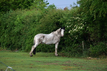 Black and White horse eating leaves from a hawthawn hedge