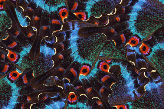 abstract pattern of tropical butterfly wings.