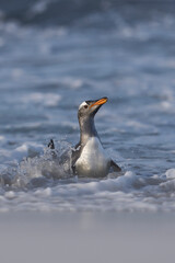 Gentoo Penguin (Pygoscelis papua) coming ashore after feeding at sea on Sea Lion Island in the Falkland Islands.