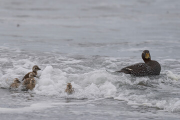 Falkland Steamer Duck (Tachyeres brachypterus) with recently hatched chicks on a sandy beach on Sea Lion Island in the Falkland Islands.