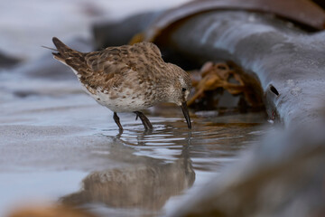 White-rumped Sandpiper (Calidris fuscicollis) searching for food along the coast of Sea Lion Island in the Falkland Islands