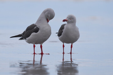 Dolphin Gull (Leucophaeus scoresbii) on the coast of Sea Lion Island in the Falkland Islands
