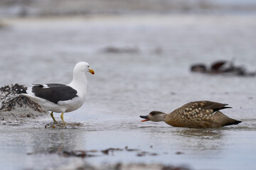 Crested Duck (Lophonetta specularioides specularioides) chasing off a gull on Sea Lion Island in the Falkland Islands