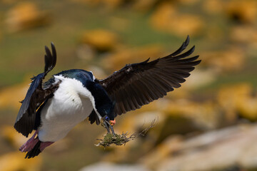 Imperial Shag (Phalacrocorax atriceps albiventer) landing with vegetation to be used as nesting...